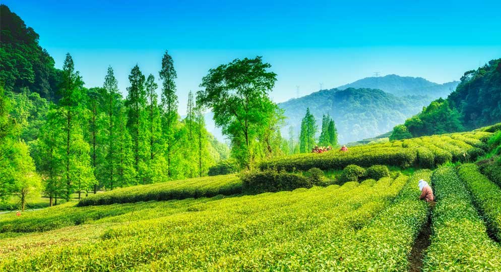3-Night Kerala Munnar Tour Package