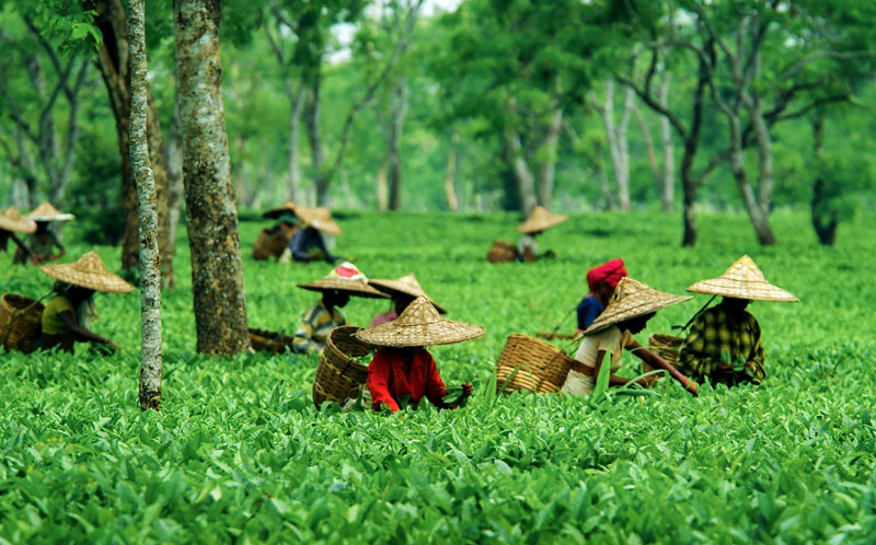 3 Nights 4 Days Assam Meghalaya Tour Package