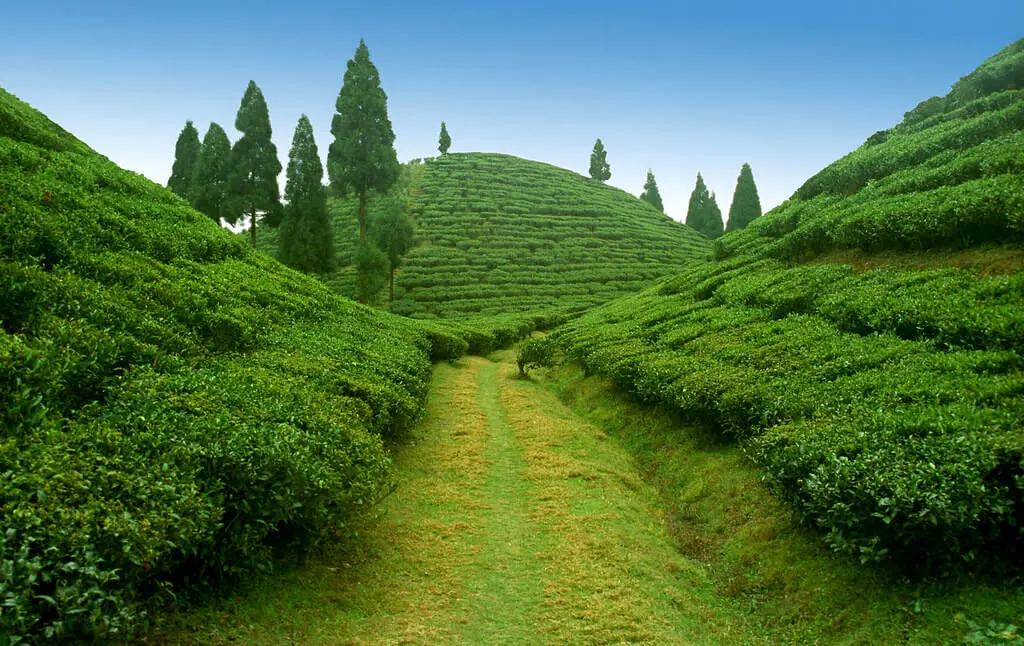 Ballia to Darjeeling Tour Package